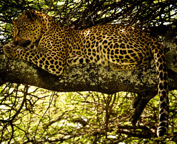 Serengreti safari